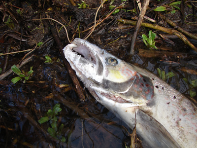 dead cock salmon